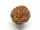 TOKO-BEADS AW200-01S Rudraksha bead 12.5mm AW200-01S 菩提樹ビーズ 12.5mm Asian bead & African bead  Handmade,Lampeork,bead,asia,india,ethnic,parts,accessory,beads とんぼ玉,ビーズ,トンボ玉,アジア,インド,エスニック,手作り,パーツ,アクセサリー