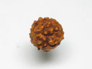 TOKO-BEADS AW200-02S Rudraksha bead 10mm AW200-02S 菩提樹ビーズ 10mm Asian bead & African bead  Handmade,Lampeork,bead,asia,india,ethnic,parts,accessory,beads とんぼ玉,ビーズ,トンボ玉,アジア,インド,エスニック,手作り,パーツ,アクセサリー