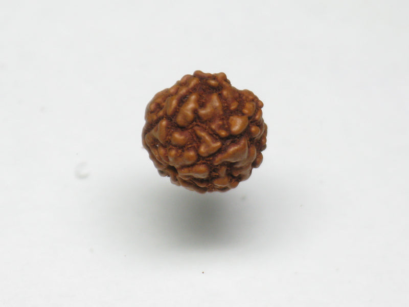 TOKO-BEADS AW200-03S Rudraksha bead 7.5mm AW200-03S 菩提樹ビーズ 7.5mm Asian bead & African bead  Handmade,Lampeork,bead,asia,india,ethnic,parts,accessory,beads とんぼ玉,ビーズ,トンボ玉,アジア,インド,エスニック,手作り,パーツ,アクセサリー