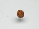 TOKO-BEADS AW200-04S Rudraksha bead 5.5mm AW200-04S 菩提樹ビーズ 5.5mm Asian bead & African bead  Handmade,Lampeork,bead,asia,india,ethnic,parts,accessory,beads とんぼ玉,ビーズ,トンボ玉,アジア,インド,エスニック,手作り,パーツ,アクセサリー