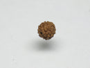 TOKO-BEADS AW200-05S Rudraksha bead 5.5mm AW200-05S 菩提樹ビーズ 5.5mm Asian bead & African bead  Handmade,Lampeork,bead,asia,india,ethnic,parts,accessory,beads とんぼ玉,ビーズ,トンボ玉,アジア,インド,エスニック,手作り,パーツ,アクセサリー