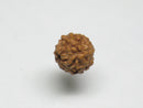 TOKO-BEADS AW200-06S Rudraksha bead 7.5mm AW200-06S 菩提樹ビーズ 7.5mm Asian bead & African bead  Handmade,Lampeork,bead,asia,india,ethnic,parts,accessory,beads とんぼ玉,ビーズ,トンボ玉,アジア,インド,エスニック,手作り,パーツ,アクセサリー