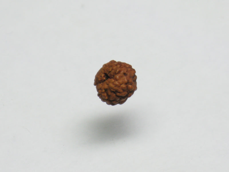 TOKO-BEADS AW200-07S Rudraksha bead 5.5mm AW200-07S 菩提樹ビーズ 5.5mm Asian bead & African bead  Handmade,Lampeork,bead,asia,india,ethnic,parts,accessory,beads とんぼ玉,ビーズ,トンボ玉,アジア,インド,エスニック,手作り,パーツ,アクセサリー