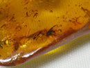 TOKO-BEADS AZ137-09 Amber charm with insects　inside 46mm AZ137-09 琥珀チャーム（虫入り） 46mm Asian bead & African bead  Handmade,Lampeork,bead,asia,india,ethnic,parts,accessory,beads とんぼ玉,ビーズ,トンボ玉,アジア,インド,エスニック,手作り,パーツ,アクセサリー
