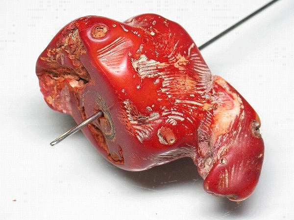 TOKO-BEADS BZ018-01 Corallite bead 47mm BZ018-01 山さんご 47mm Asian bead & African bead  Handmade,Lampeork,bead,asia,india,ethnic,parts,accessory,beads とんぼ玉,ビーズ,トンボ玉,アジア,インド,エスニック,手作り,パーツ,アクセサリー