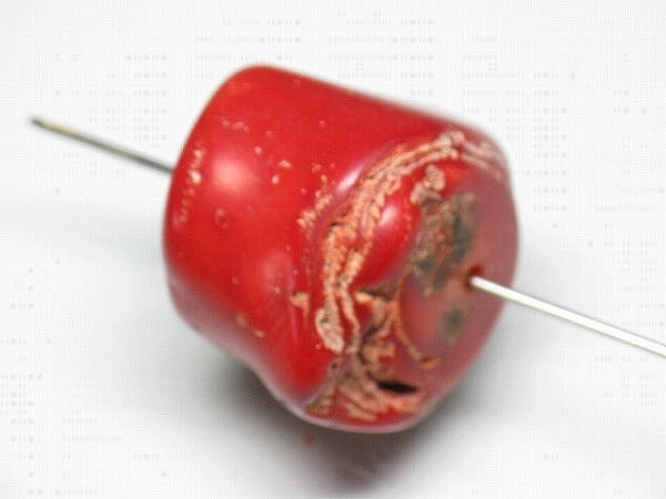 TOKO-BEADS BZ018-11 Corallite bead 25mm BZ018-11 山さんご 25mm Asian bead & African bead  Handmade,Lampeork,bead,asia,india,ethnic,parts,accessory,beads とんぼ玉,ビーズ,トンボ玉,アジア,インド,エスニック,手作り,パーツ,アクセサリー