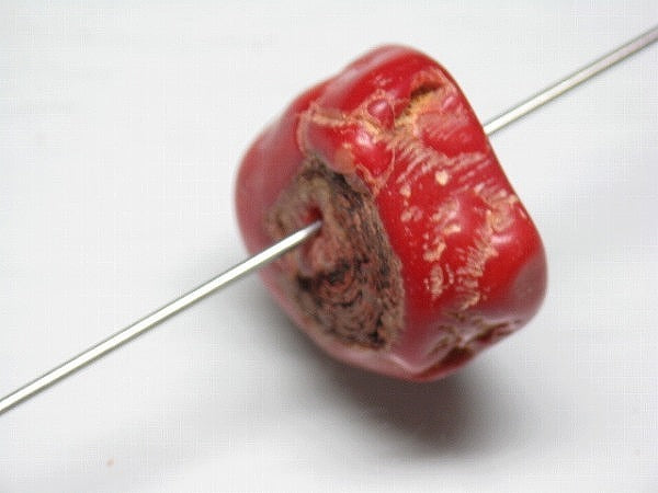 TOKO-BEADS BZ018-22 Corallite bead 23mm BZ018-22 山さんご 23mm Asian bead & African bead  Handmade,Lampeork,bead,asia,india,ethnic,parts,accessory,beads とんぼ玉,ビーズ,トンボ玉,アジア,インド,エスニック,手作り,パーツ,アクセサリー