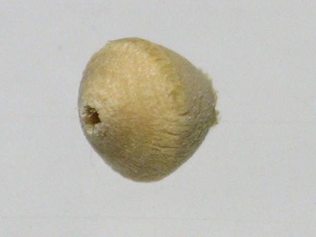 TOKO-BEADS CW045 Wooden Seed bead 3.5mm CW045 ウッドシードビーズ 3.5mm Asian bead & African bead  Handmade,Lampeork,bead,asia,india,ethnic,parts,accessory,beads とんぼ玉,ビーズ,トンボ玉,アジア,インド,エスニック,手作り,パーツ,アクセサリー