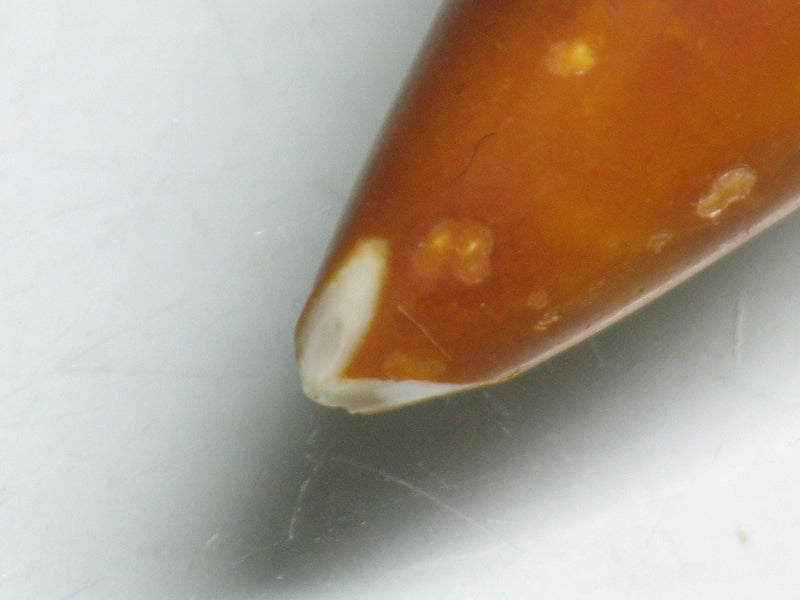 EZ011-27 Tibetan Agate Tooth Pendant 15mm