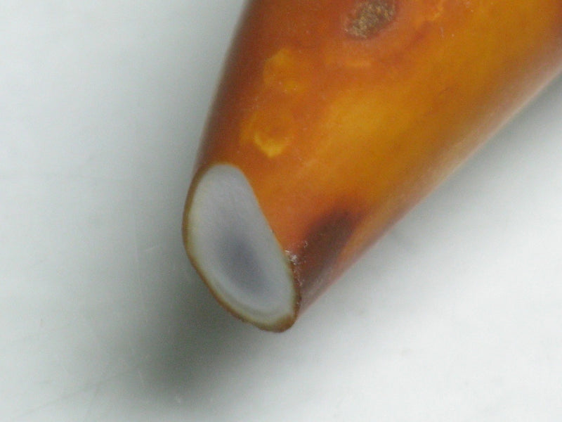 EZ011-28 Tibetan Agate Tooth Pendant 13mm