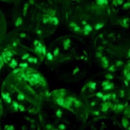 TOKO-BEADS AG958S-53 Luminous Pandora bead 14mm AG958S-53 蓄光ガラスビーズ（メタル付） 14mm Asian bead & African bead  Handmade,Lampeork,bead,asia,india,ethnic,parts,accessory,beads とんぼ玉,ビーズ,トンボ玉,アジア,インド,エスニック,手作り,パーツ,アクセサリー