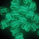 TOKO-BEADS AG958S-94 Luminous Glass bead 20mm AG958S-94 蓄光ガラスビーズ 20mm Asian bead & African bead  Handmade,Lampeork,bead,asia,india,ethnic,parts,accessory,beads とんぼ玉,ビーズ,トンボ玉,アジア,インド,エスニック,手作り,パーツ,アクセサリー