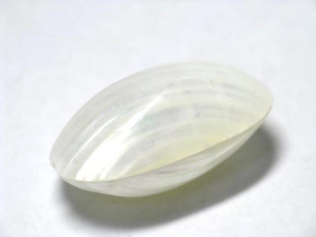TOKO-BEADS PB005-27 Shell Charm 26~30mm PB005-27 シェルチャーム 26~30mm Asian bead & African bead  Handmade,Lampeork,bead,asia,india,ethnic,parts,accessory,beads とんぼ玉,ビーズ,トンボ玉,アジア,インド,エスニック,手作り,パーツ,アクセサリー