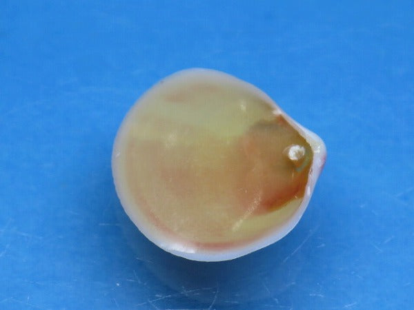 TOKO-BEADS PB006-01 Sakuragai(Cherry blossome shell) charm 16mm PB006-01 桜貝チャーム(L) 16mm Asian bead & African bead  Handmade,Lampeork,bead,asia,india,ethnic,parts,accessory,beads とんぼ玉,ビーズ,トンボ玉,アジア,インド,エスニック,手作り,パーツ,アクセサリー