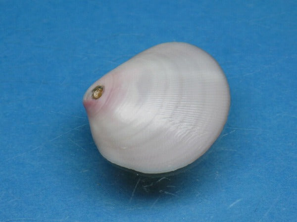 TOKO-BEADS PB006-01 Sakuragai(Cherry blossome shell) charm 16mm PB006-01 桜貝チャーム(L) 16mm Asian bead & African bead  Handmade,Lampeork,bead,asia,india,ethnic,parts,accessory,beads とんぼ玉,ビーズ,トンボ玉,アジア,インド,エスニック,手作り,パーツ,アクセサリー