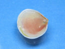 TOKO-BEADS PB006-02 Sakuragai(Cherry blossome shell) charm 17mm PB006-02 桜貝チャーム(L) 17mm Asian bead & African bead  Handmade,Lampeork,bead,asia,india,ethnic,parts,accessory,beads とんぼ玉,ビーズ,トンボ玉,アジア,インド,エスニック,手作り,パーツ,アクセサリー