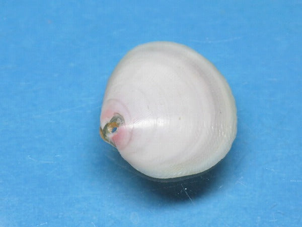 TOKO-BEADS PB006-02 Sakuragai(Cherry blossome shell) charm 17mm PB006-02 桜貝チャーム(L) 17mm Asian bead & African bead  Handmade,Lampeork,bead,asia,india,ethnic,parts,accessory,beads とんぼ玉,ビーズ,トンボ玉,アジア,インド,エスニック,手作り,パーツ,アクセサリー