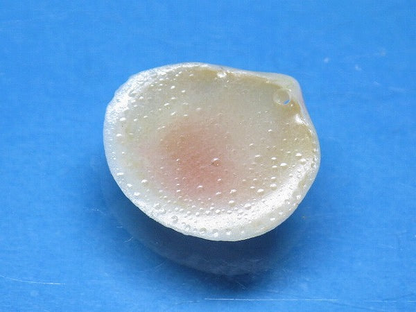 TOKO-BEADS PB006-03 Sakuragai(Cherry blossome shell) charm 16mm PB006-03 桜貝チャーム(L) 16mm Asian bead & African bead  Handmade,Lampeork,bead,asia,india,ethnic,parts,accessory,beads とんぼ玉,ビーズ,トンボ玉,アジア,インド,エスニック,手作り,パーツ,アクセサリー