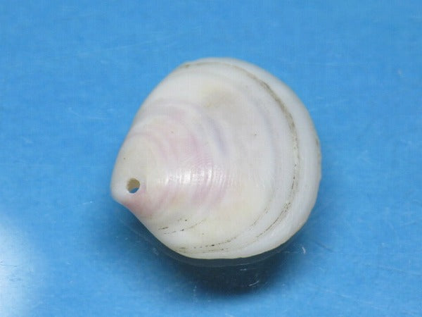 TOKO-BEADS PB006-03 Sakuragai(Cherry blossome shell) charm 16mm PB006-03 桜貝チャーム(L) 16mm Asian bead & African bead  Handmade,Lampeork,bead,asia,india,ethnic,parts,accessory,beads とんぼ玉,ビーズ,トンボ玉,アジア,インド,エスニック,手作り,パーツ,アクセサリー
