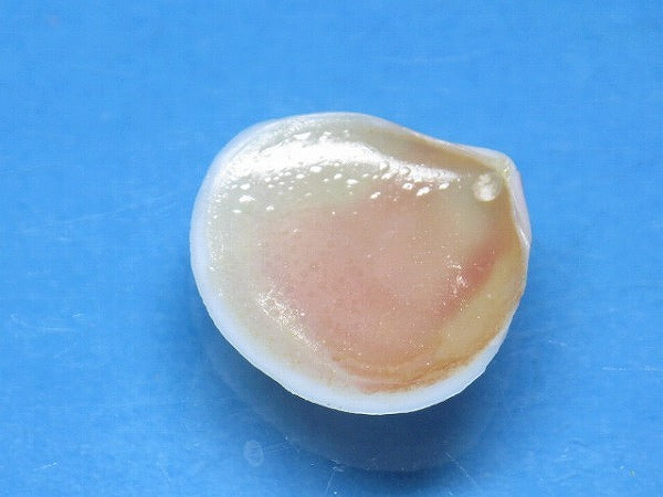 TOKO-BEADS PB006-04 Sakuragai(Cherry blossome shell) charm 16mm PB006-04 桜貝チャーム(L) 16mm Asian bead & African bead  Handmade,Lampeork,bead,asia,india,ethnic,parts,accessory,beads とんぼ玉,ビーズ,トンボ玉,アジア,インド,エスニック,手作り,パーツ,アクセサリー