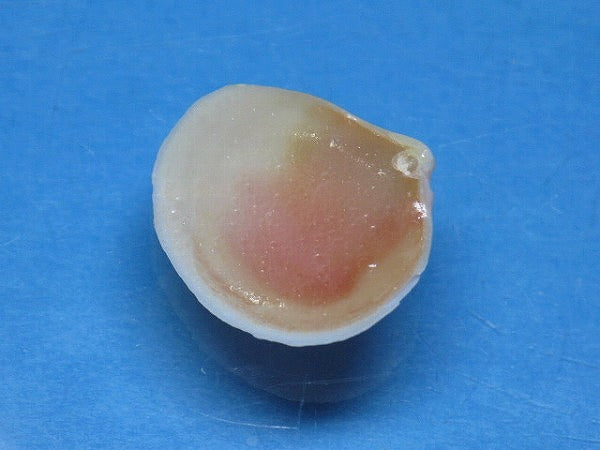 TOKO-BEADS PB006-05 Sakuragai(Cherry blossome shell) charm 16mm PB006-05 桜貝チャーム(L) 16mm Asian bead & African bead  Handmade,Lampeork,bead,asia,india,ethnic,parts,accessory,beads とんぼ玉,ビーズ,トンボ玉,アジア,インド,エスニック,手作り,パーツ,アクセサリー