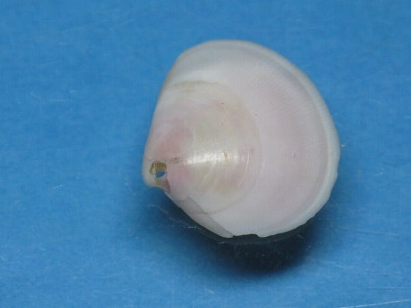 TOKO-BEADS PB006-05 Sakuragai(Cherry blossome shell) charm 16mm PB006-05 桜貝チャーム(L) 16mm Asian bead & African bead  Handmade,Lampeork,bead,asia,india,ethnic,parts,accessory,beads とんぼ玉,ビーズ,トンボ玉,アジア,インド,エスニック,手作り,パーツ,アクセサリー