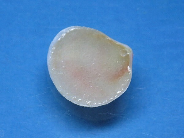 TOKO-BEADS PB006-06 Sakuragai(Cherry blossome shell) charm 16mm PB006-06 桜貝チャーム(L) 16mm Asian bead & African bead  Handmade,Lampeork,bead,asia,india,ethnic,parts,accessory,beads とんぼ玉,ビーズ,トンボ玉,アジア,インド,エスニック,手作り,パーツ,アクセサリー
