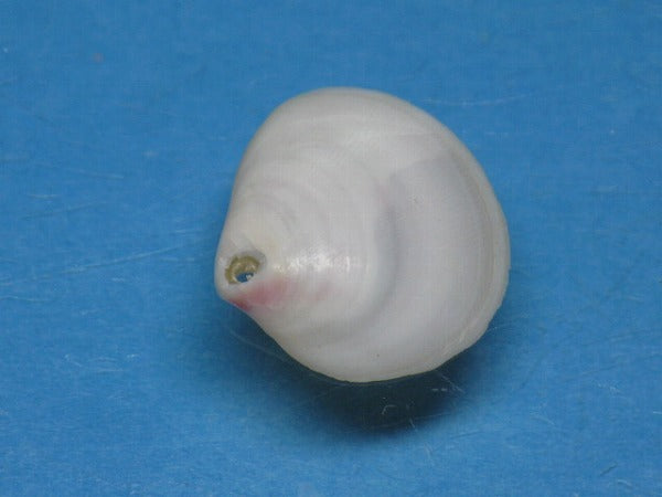 TOKO-BEADS PB006-06 Sakuragai(Cherry blossome shell) charm 16mm PB006-06 桜貝チャーム(L) 16mm Asian bead & African bead  Handmade,Lampeork,bead,asia,india,ethnic,parts,accessory,beads とんぼ玉,ビーズ,トンボ玉,アジア,インド,エスニック,手作り,パーツ,アクセサリー