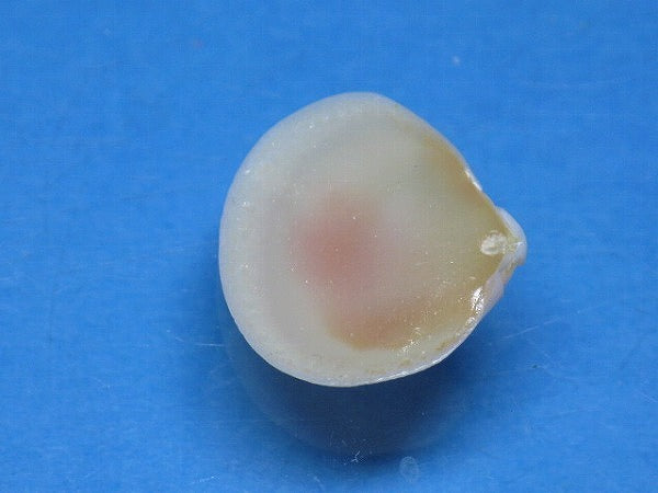 TOKO-BEADS PB006-07 Sakuragai(Cherry blossome shell) charm 16mm PB006-07 桜貝チャーム(L) 16mm Asian bead & African bead  Handmade,Lampeork,bead,asia,india,ethnic,parts,accessory,beads とんぼ玉,ビーズ,トンボ玉,アジア,インド,エスニック,手作り,パーツ,アクセサリー
