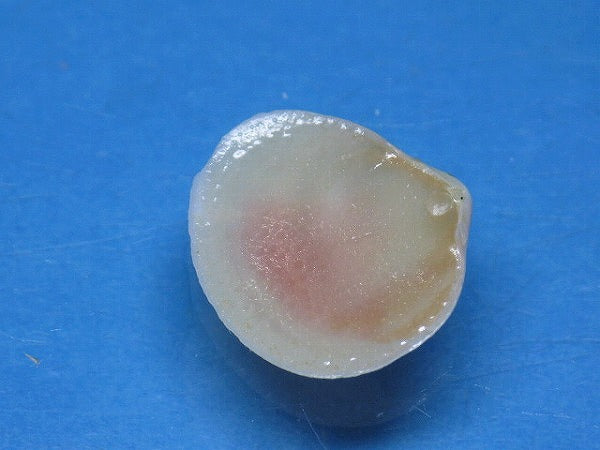 TOKO-BEADS PB006-08 Sakuragai(Cherry blossome shell) charm 16mm PB006-08 桜貝チャーム(L) 16mm Asian bead & African bead  Handmade,Lampeork,bead,asia,india,ethnic,parts,accessory,beads とんぼ玉,ビーズ,トンボ玉,アジア,インド,エスニック,手作り,パーツ,アクセサリー