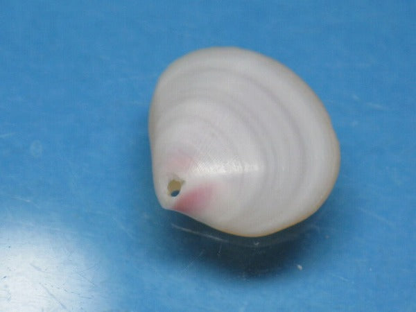 TOKO-BEADS PB006-09 Sakuragai(Cherry blossome shell) charm 17mm PB006-09 桜貝チャーム(L) 17mm Asian bead & African bead  Handmade,Lampeork,bead,asia,india,ethnic,parts,accessory,beads とんぼ玉,ビーズ,トンボ玉,アジア,インド,エスニック,手作り,パーツ,アクセサリー
