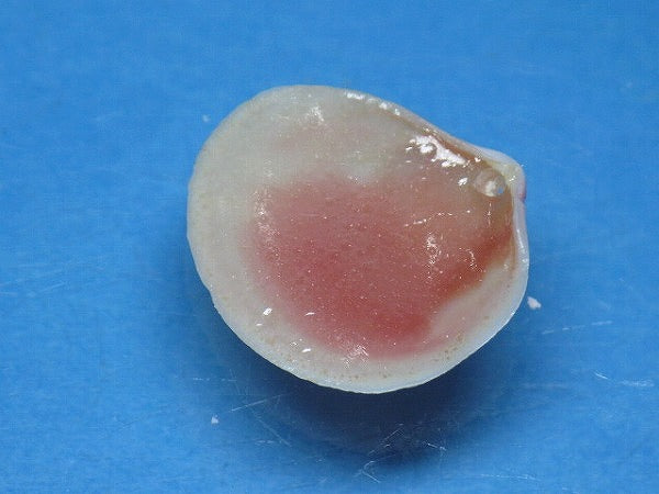 TOKO-BEADS PB006-10 Sakuragai(Cherry blossome shell) charm 16mm PB006-10 桜貝チャーム(L) 16mm Asian bead & African bead  Handmade,Lampeork,bead,asia,india,ethnic,parts,accessory,beads とんぼ玉,ビーズ,トンボ玉,アジア,インド,エスニック,手作り,パーツ,アクセサリー