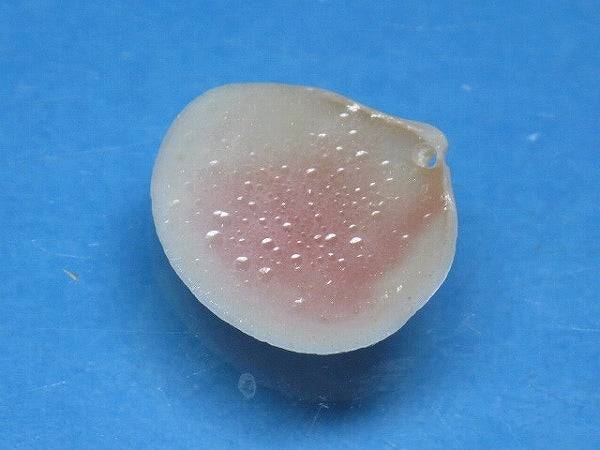 TOKO-BEADS PB006-11 Sakuragai(Cherry blossome shell) charm 17mm PB006-11 桜貝チャーム(L) 17mm Asian bead & African bead  Handmade,Lampeork,bead,asia,india,ethnic,parts,accessory,beads とんぼ玉,ビーズ,トンボ玉,アジア,インド,エスニック,手作り,パーツ,アクセサリー