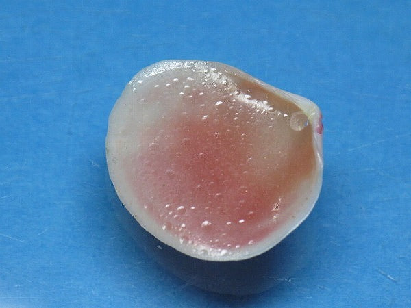 TOKO-BEADS PB006-12 Sakuragai(Cherry blossome shell) charm 14mm PB006-12 桜貝チャーム(L) 14mm Asian bead & African bead  Handmade,Lampeork,bead,asia,india,ethnic,parts,accessory,beads とんぼ玉,ビーズ,トンボ玉,アジア,インド,エスニック,手作り,パーツ,アクセサリー