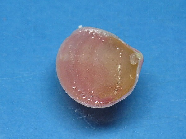 TOKO-BEADS PB006-13 Sakuragai(Cherry blossome shell) charm 16mm PB006-13 桜貝チャーム(L) 16mm Asian bead & African bead  Handmade,Lampeork,bead,asia,india,ethnic,parts,accessory,beads とんぼ玉,ビーズ,トンボ玉,アジア,インド,エスニック,手作り,パーツ,アクセサリー