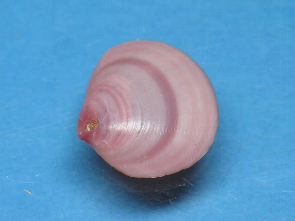 TOKO-BEADS PB006-14 Sakuragai(Cherry blossome shell) charm 18mm PB006-14 桜貝チャーム(L) 18mm Asian bead & African bead  Handmade,Lampeork,bead,asia,india,ethnic,parts,accessory,beads とんぼ玉,ビーズ,トンボ玉,アジア,インド,エスニック,手作り,パーツ,アクセサリー