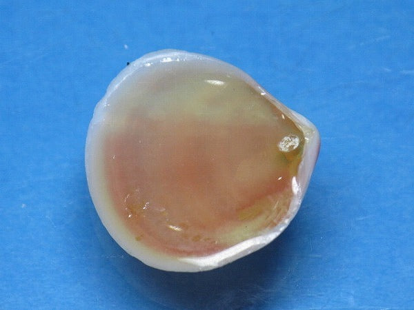 TOKO-BEADS PB006-15 Sakuragai(Cherry blossome shell) charm 18mm PB006-15 桜貝チャーム(L) 18mm Asian bead & African bead  Handmade,Lampeork,bead,asia,india,ethnic,parts,accessory,beads とんぼ玉,ビーズ,トンボ玉,アジア,インド,エスニック,手作り,パーツ,アクセサリー