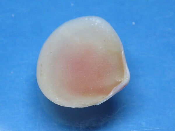 TOKO-BEADS PB006-16 Sakuragai(Cherry blossome shell) charm 17mm PB006-16 桜貝チャーム(L) 17mm Asian bead & African bead  Handmade,Lampeork,bead,asia,india,ethnic,parts,accessory,beads とんぼ玉,ビーズ,トンボ玉,アジア,インド,エスニック,手作り,パーツ,アクセサリー