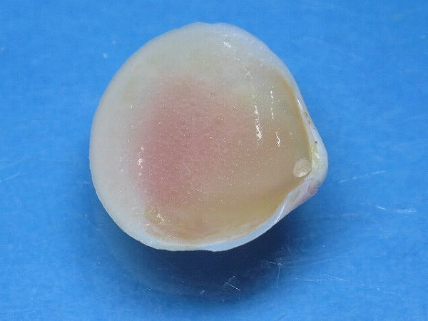 TOKO-BEADS PB006-17 Sakuragai(Cherry blossome shell) charm 19mm PB006-17 桜貝チャーム(L) 19mm Asian bead & African bead  Handmade,Lampeork,bead,asia,india,ethnic,parts,accessory,beads とんぼ玉,ビーズ,トンボ玉,アジア,インド,エスニック,手作り,パーツ,アクセサリー