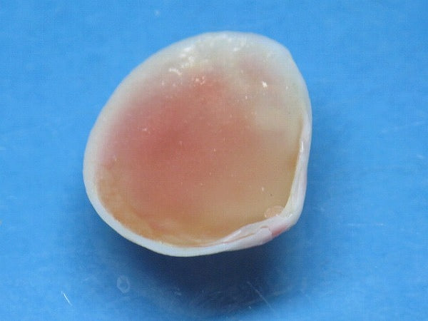 TOKO-BEADS PB006-18 Sakuragai(Cherry blossome shell) charm 18mm PB006-18 桜貝チャーム(L) 18mm Asian bead & African bead  Handmade,Lampeork,bead,asia,india,ethnic,parts,accessory,beads とんぼ玉,ビーズ,トンボ玉,アジア,インド,エスニック,手作り,パーツ,アクセサリー