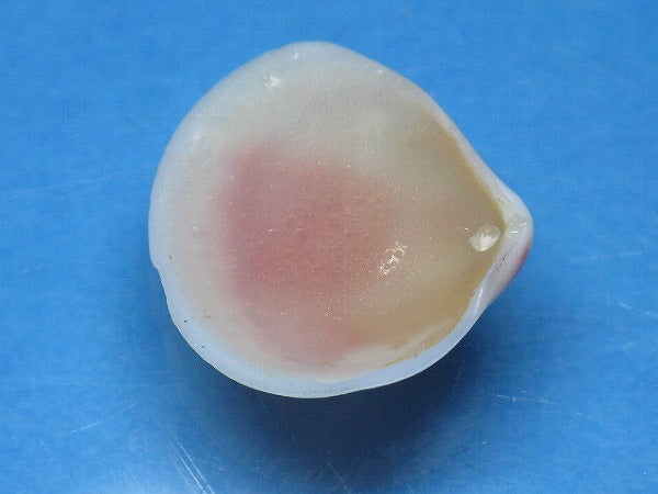 TOKO-BEADS PB006-19 Sakuragai(Cherry blossome shell) charm 21mm PB006-19 桜貝チャーム(L) 21mm Asian bead & African bead  Handmade,Lampeork,bead,asia,india,ethnic,parts,accessory,beads とんぼ玉,ビーズ,トンボ玉,アジア,インド,エスニック,手作り,パーツ,アクセサリー