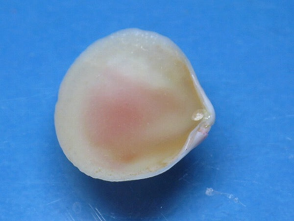 TOKO-BEADS PB006-20 Sakuragai(Cherry blossome shell) charm 19mm PB006-20 桜貝チャーム(L) 19mm Asian bead & African bead  Handmade,Lampeork,bead,asia,india,ethnic,parts,accessory,beads とんぼ玉,ビーズ,トンボ玉,アジア,インド,エスニック,手作り,パーツ,アクセサリー