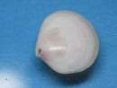 TOKO-BEADS PB006-20 Sakuragai(Cherry blossome shell) charm 19mm PB006-20 桜貝チャーム(L) 19mm Asian bead & African bead  Handmade,Lampeork,bead,asia,india,ethnic,parts,accessory,beads とんぼ玉,ビーズ,トンボ玉,アジア,インド,エスニック,手作り,パーツ,アクセサリー