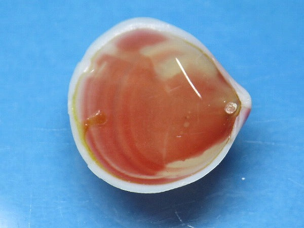 TOKO-BEADS PB006-21 Sakuragai(Cherry blossome shell) charm 18mm PB006-21 桜貝チャーム(L) 18mm Asian bead & African bead  Handmade,Lampeork,bead,asia,india,ethnic,parts,accessory,beads とんぼ玉,ビーズ,トンボ玉,アジア,インド,エスニック,手作り,パーツ,アクセサリー
