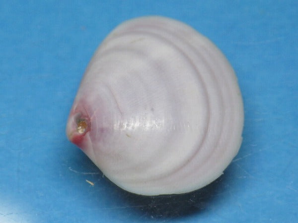 TOKO-BEADS PB006-21 Sakuragai(Cherry blossome shell) charm 18mm PB006-21 桜貝チャーム(L) 18mm Asian bead & African bead  Handmade,Lampeork,bead,asia,india,ethnic,parts,accessory,beads とんぼ玉,ビーズ,トンボ玉,アジア,インド,エスニック,手作り,パーツ,アクセサリー