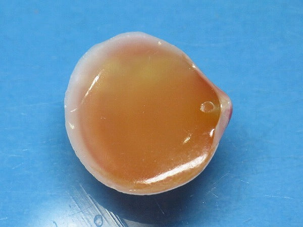 TOKO-BEADS PB006-23 Sakuragai(Cherry blossome shell) charm 17mm PB006-23 桜貝チャーム(L) 17mm Asian bead & African bead  Handmade,Lampeork,bead,asia,india,ethnic,parts,accessory,beads とんぼ玉,ビーズ,トンボ玉,アジア,インド,エスニック,手作り,パーツ,アクセサリー