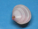 TOKO-BEADS PB006-23 Sakuragai(Cherry blossome shell) charm 17mm PB006-23 桜貝チャーム(L) 17mm Asian bead & African bead  Handmade,Lampeork,bead,asia,india,ethnic,parts,accessory,beads とんぼ玉,ビーズ,トンボ玉,アジア,インド,エスニック,手作り,パーツ,アクセサリー