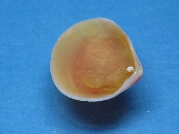 TOKO-BEADS PB006-24 Sakuragai(Cherry blossome shell) charm 18mm PB006-24 桜貝チャーム(L) 18mm Asian bead & African bead  Handmade,Lampeork,bead,asia,india,ethnic,parts,accessory,beads とんぼ玉,ビーズ,トンボ玉,アジア,インド,エスニック,手作り,パーツ,アクセサリー
