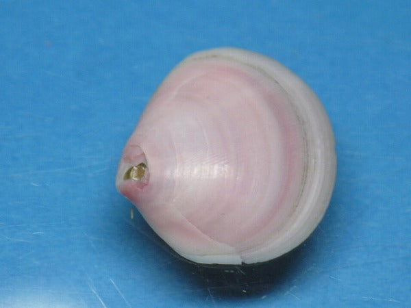 TOKO-BEADS PB006-24 Sakuragai(Cherry blossome shell) charm 18mm PB006-24 桜貝チャーム(L) 18mm Asian bead & African bead  Handmade,Lampeork,bead,asia,india,ethnic,parts,accessory,beads とんぼ玉,ビーズ,トンボ玉,アジア,インド,エスニック,手作り,パーツ,アクセサリー