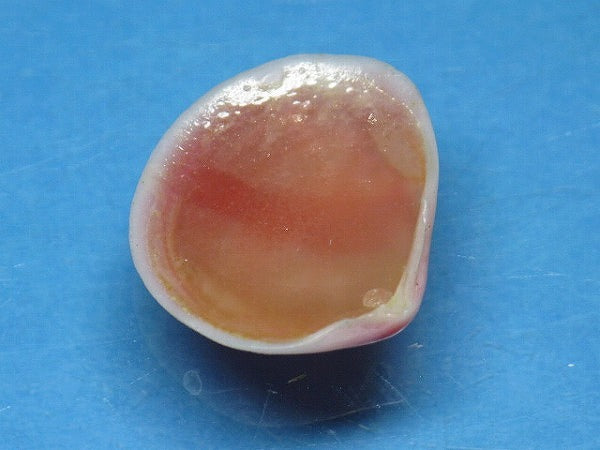 TOKO-BEADS PB006-25 Sakuragai(Cherry blossome shell) charm 18mm PB006-25 桜貝チャーム(L) 18mm Asian bead & African bead  Handmade,Lampeork,bead,asia,india,ethnic,parts,accessory,beads とんぼ玉,ビーズ,トンボ玉,アジア,インド,エスニック,手作り,パーツ,アクセサリー